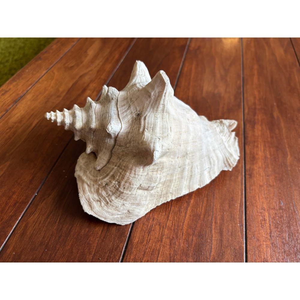 Vintage 1960s Philippine Natural Conch Seashell Large Coastal Specimen 7.5 Inch